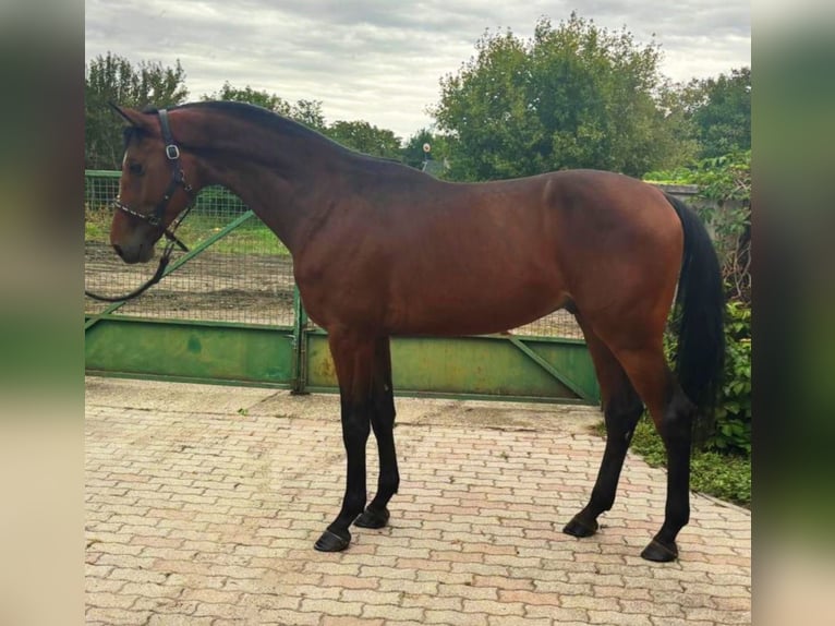 German Sport Horse Stallion 3 years 16,3 hh Brown in Murska Soboda