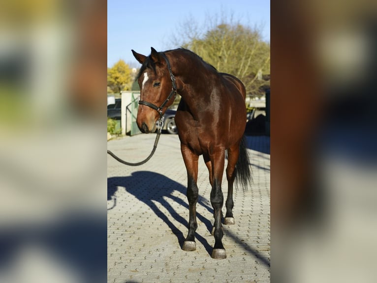 German Sport Horse Stallion 3 years 16,3 hh Brown in Murska Soboda