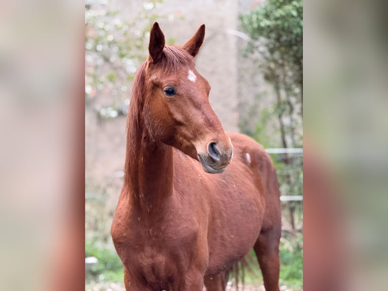 German Sport Horse Stallion 3 years 16,3 hh Chestnut-Red in Querfurt
