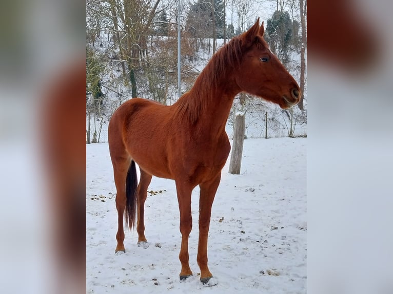 German Sport Horse Stallion 3 years 16,3 hh Chestnut-Red in Querfurt