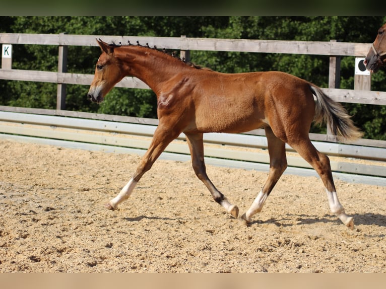 German Sport Horse Stallion 3 years 17 hh Brown in Michelstadt