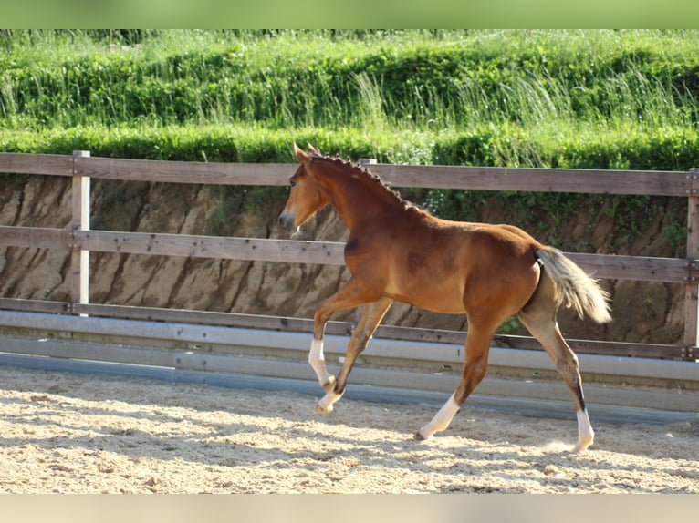 German Sport Horse Stallion 3 years 17 hh Brown in Michelstadt