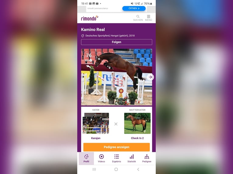 German Sport Horse Stallion 3 years 17 hh Smoky-Black in Leverkusen