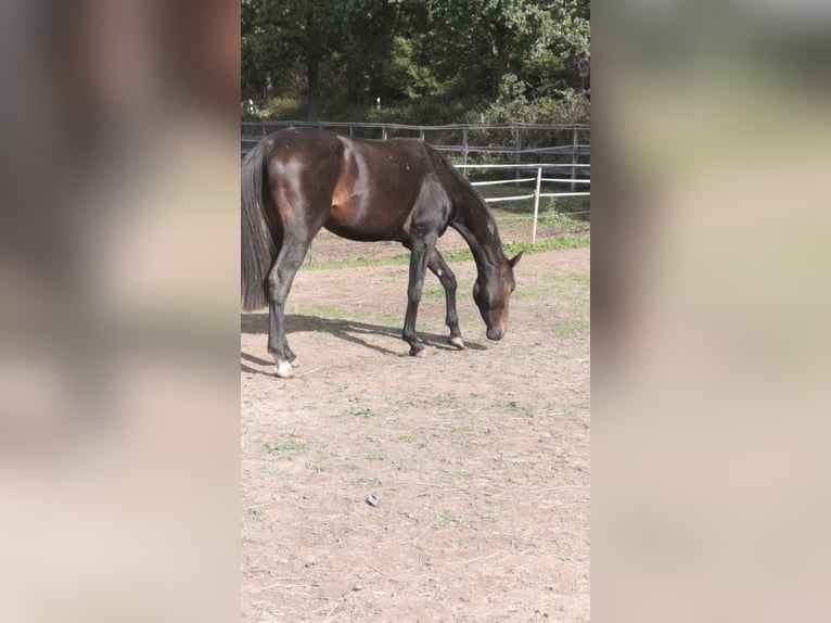German Sport Horse Stallion 3 years 17 hh Smoky-Black in Leverkusen