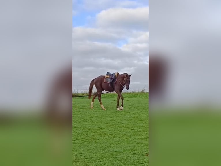 German Sport Horse Stallion 4 years 15,1 hh Chestnut-Red in Castell
