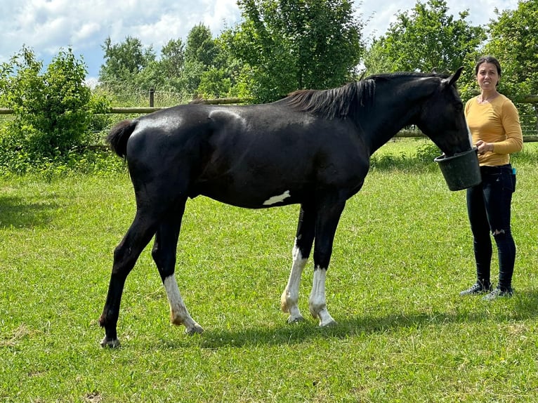 German Sport Horse Stallion 4 years 16,1 hh Black in Tiefenbach