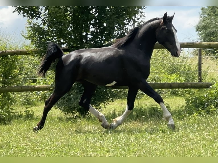 German Sport Horse Stallion 4 years 16,1 hh Black in Tiefenbach