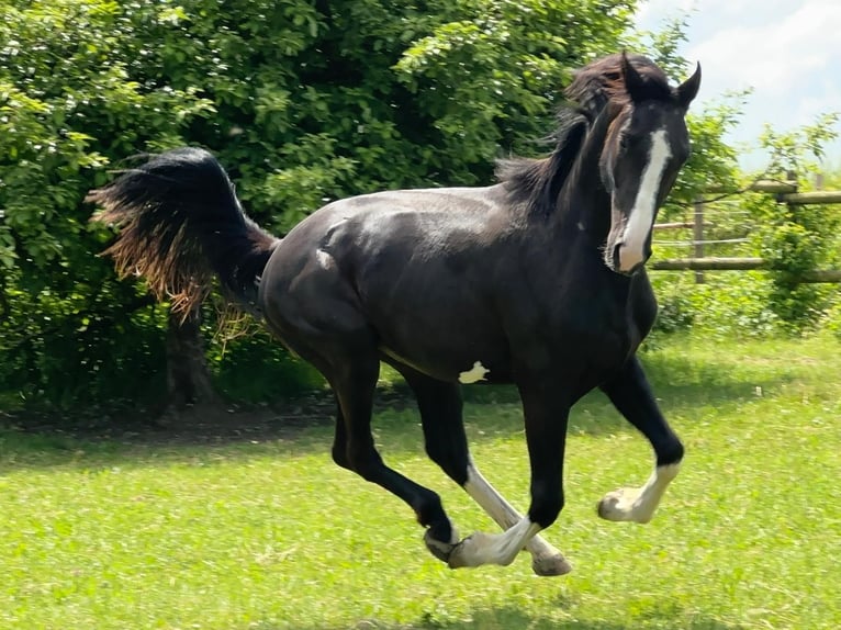 German Sport Horse Stallion 4 years 16,1 hh Black in Tiefenbach