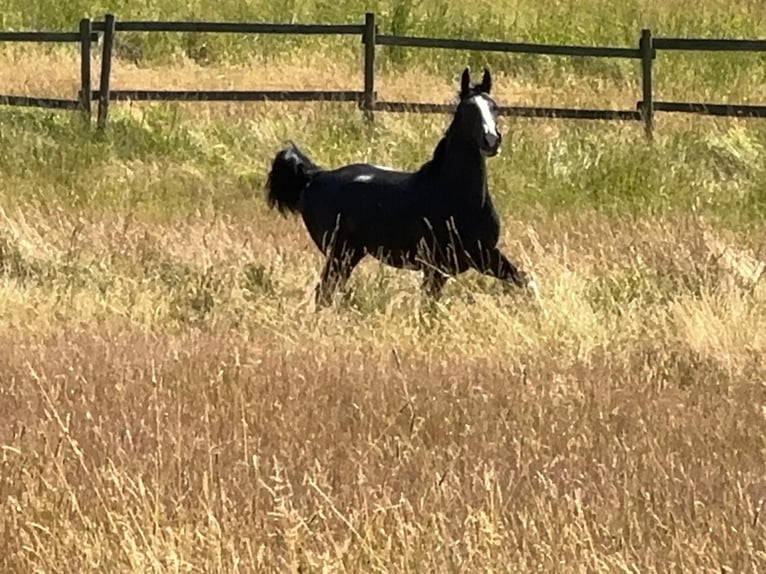 German Sport Horse Stallion 4 years 16,1 hh Black in Tiefenbach