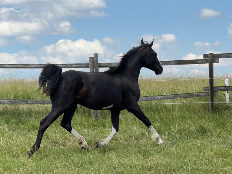 German Sport Horse Stallion 4 years 16,1 hh Black in Tiefenbach