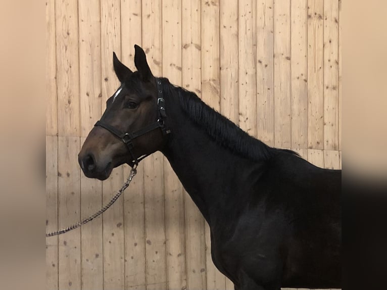 German Sport Horse Stallion 4 years 16,1 hh Brown in Verl