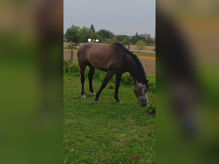German Sport Horse Stallion 4 years 16.1 hh Can be white in Ravensburg