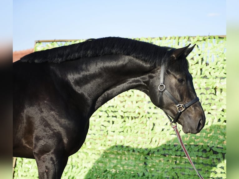 German Sport Horse Stallion 4 years 16.2 hh Black in Szarvas