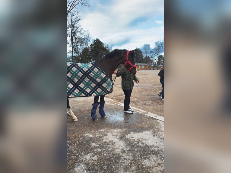 German Sport Horse Stallion 4 years 16.2 hh Brown in Furth im Wald