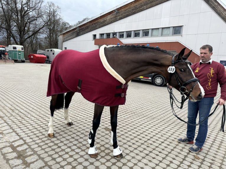 German Sport Horse Stallion 4 years 16.2 hh Brown in Furth im Wald