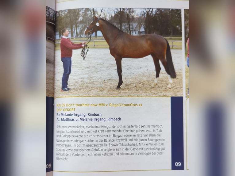 German Sport Horse Stallion 4 years 16.2 hh Brown in Furth im Wald