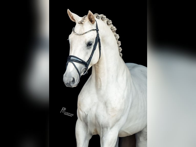German Sport Horse Stallion 4 years 16,2 hh Gray in Goch