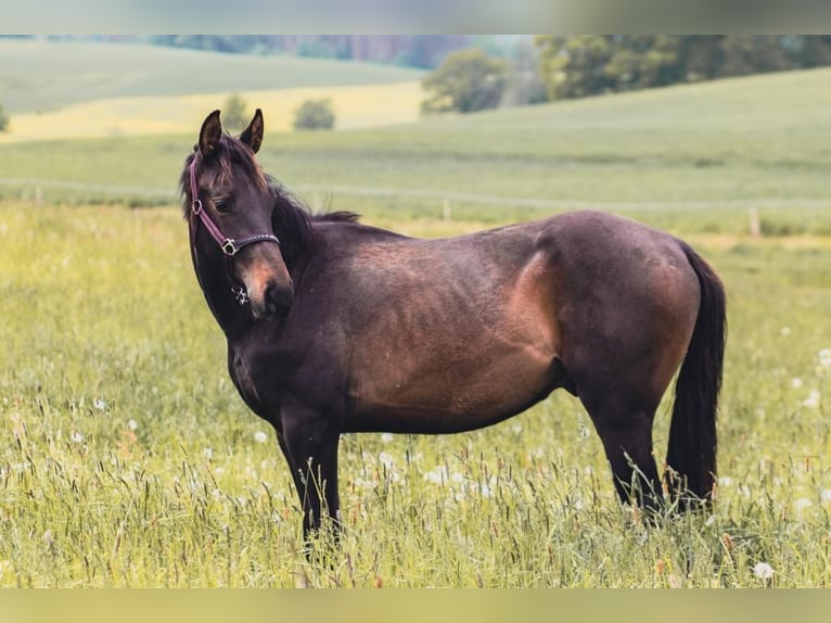German Sport Horse Stallion 4 years 16 hh Smoky-Black in Hohnstein