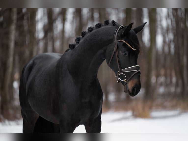 German Sport Horse Stallion 4 years 16,1 hh Smoky-Black in Wehringen
