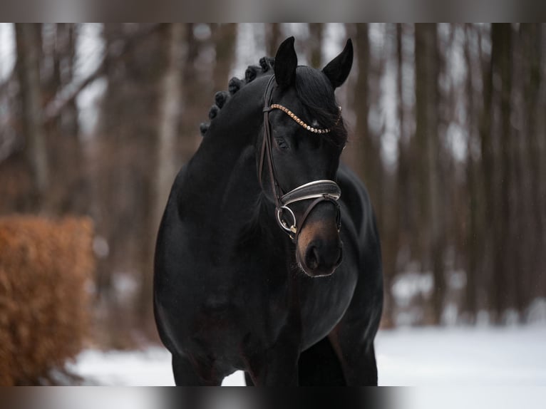 German Sport Horse Stallion 4 years 16,1 hh Smoky-Black in Wehringen