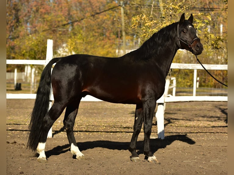 German Sport Horse Stallion 4 years 16,2 hh Brown in Békéscsaba