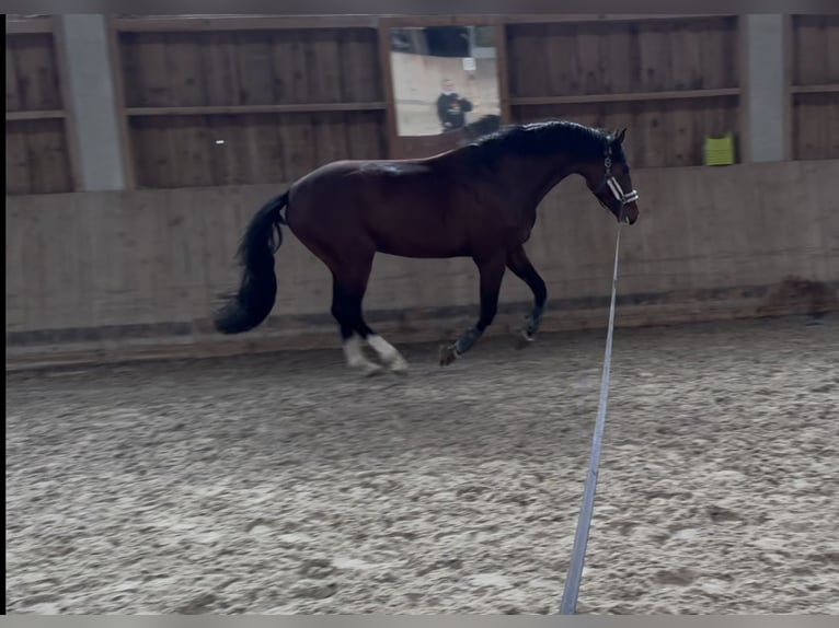 German Sport Horse Stallion 4 years 16,2 hh Brown in Furth im Wald