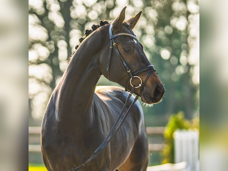 German Sport Horse Stallion 4 years 16,3 hh Brown in Münster-Handorf