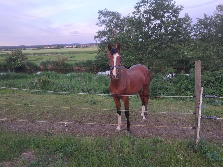 German Sport Horse Stallion 4 years 17.1 hh Brown in Auhausen