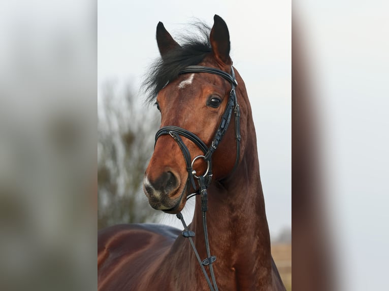German Sport Horse Stallion 4 years 17 hh Brown in Hagen