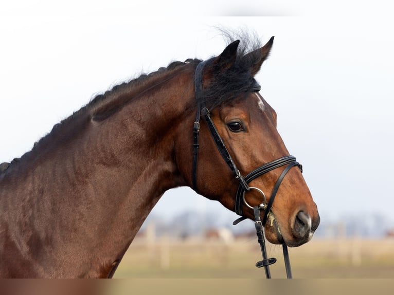 German Sport Horse Stallion 4 years 17 hh Brown in Hagen