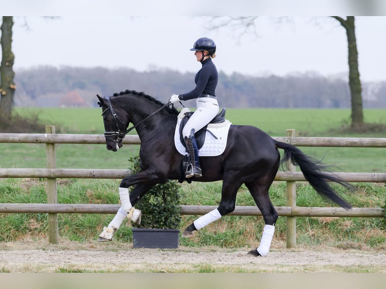 German Sport Horse Stallion 4 years in Opglabbeek