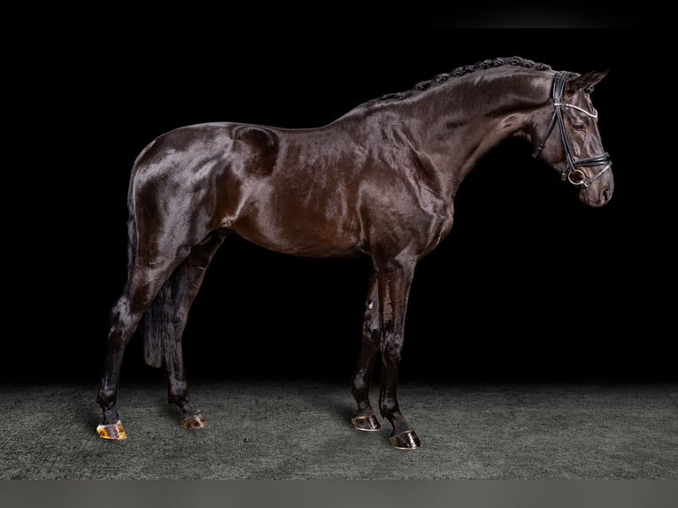 German Sport Horse Stallion 4 years in Opglabbeek