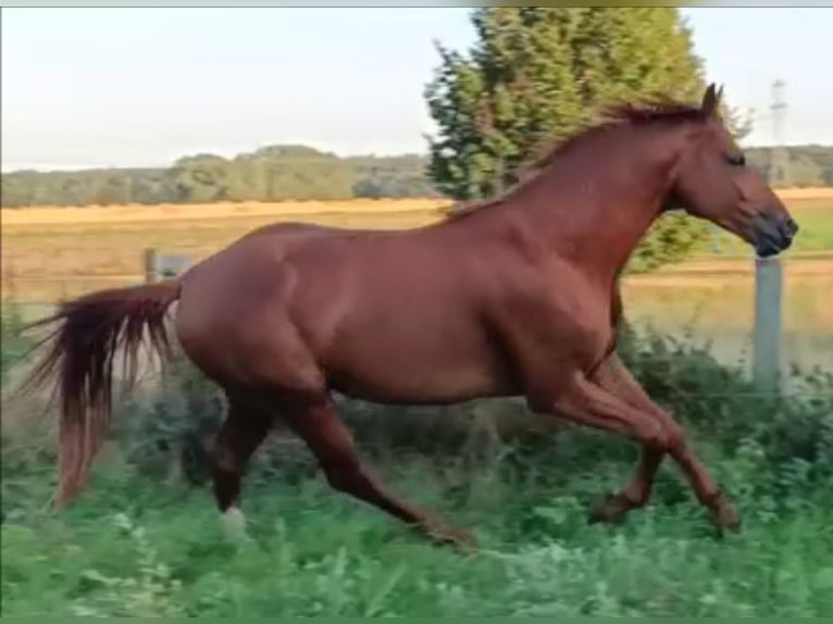 German Sport Horse Stallion 5 years 16,1 hh Chestnut-Red in Uelzen