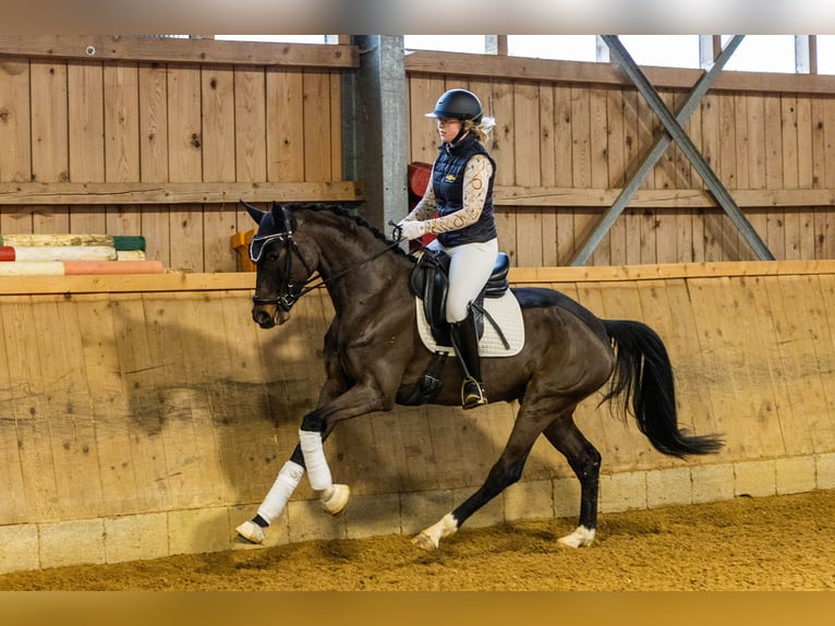 German Sport Horse Stallion 5 years 16 hh Bay-Dark in Rottach-Egern