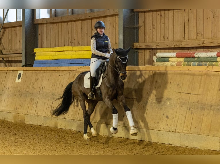German Sport Horse Stallion 5 years 16 hh Bay-Dark in Rottach-Egern