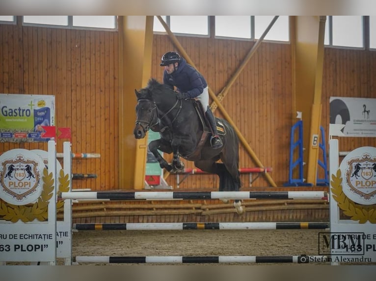German Sport Horse Stallion 5 years 16 hh Brown in Prejmer