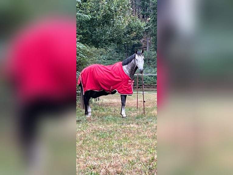 German Sport Horse Stallion 5 years 16 hh Gray-Blue-Tan in Enkenbach-Alsenborn