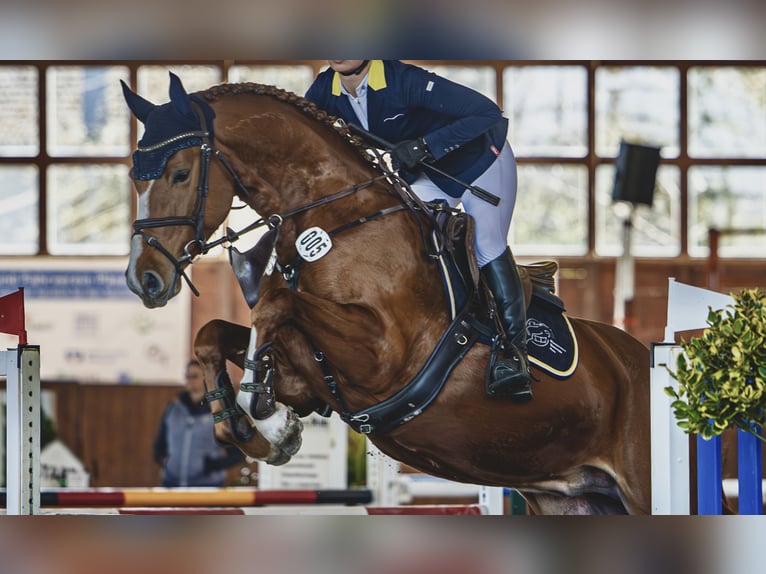 German Sport Horse Stallion 5 years 16,1 hh Chestnut-Red in Eschede