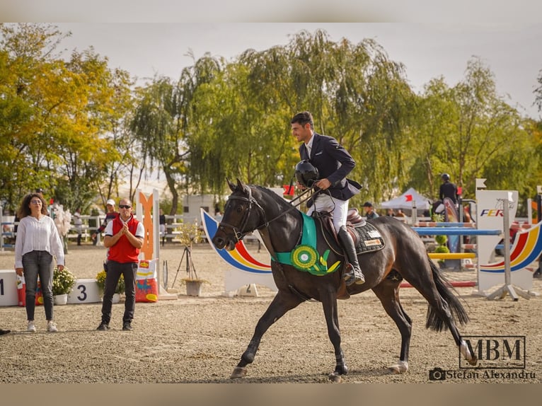 German Sport Horse Stallion 5 years Brown in Prejmer