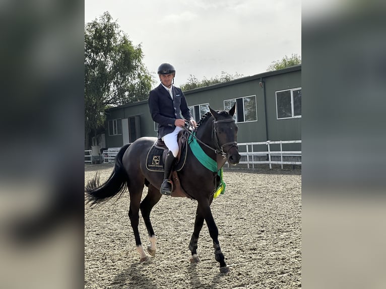 German Sport Horse Stallion 5 years Brown in Prejmer