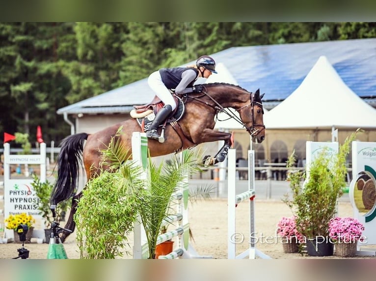 German Sport Horse Stallion 6 years 16,2 hh Bay-Dark in Schwarzholz