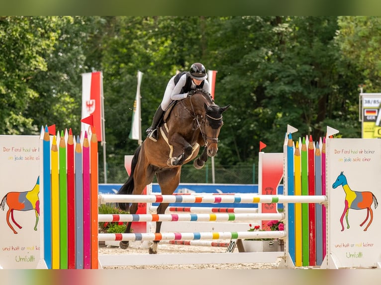 German Sport Horse Stallion 6 years 16,2 hh Bay-Dark in Schwarzholz