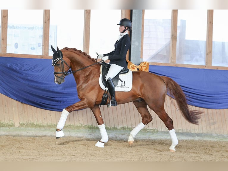 German Sport Horse Stallion 6 years 16,2 hh Chestnut in Riedstadt