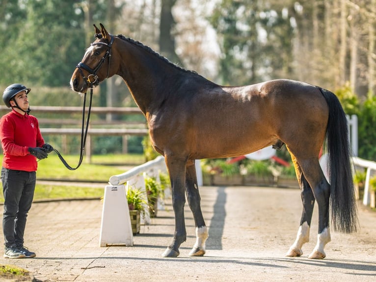 German Sport Horse Stallion 6 years 17 hh Brown in Münster-Handorf