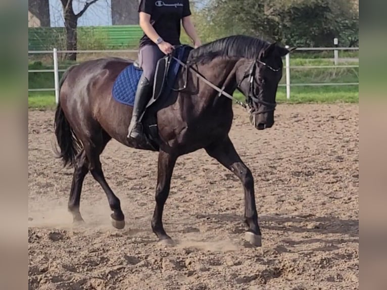 German Sport Horse Stallion 7 years 17 hh Black in Wustermark