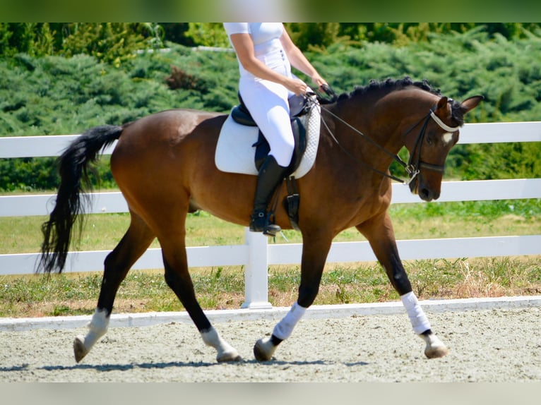 German Sport Horse Stallion 9 years 16 hh Brown in Belgrade German Sport Horse Stallion 9 years 16 hh Brown in Belgrade