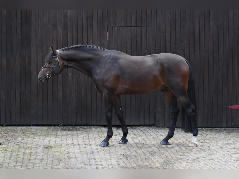 German Sport Horse Stallion Bay-Dark in Adelheidsdorf