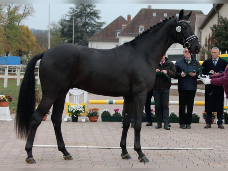 German Sport Horse Stallion Black in Umpfenbach