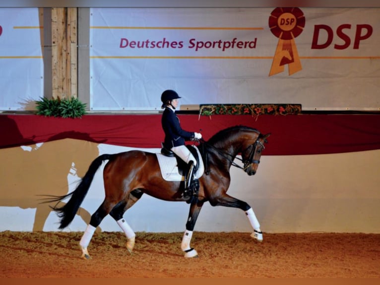 German Sport Horse Stallion Brown in Umpfenbach
