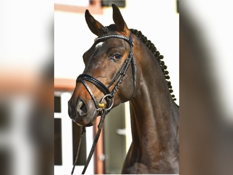 German Sport Horse Stallion Brown in Umpfenbach